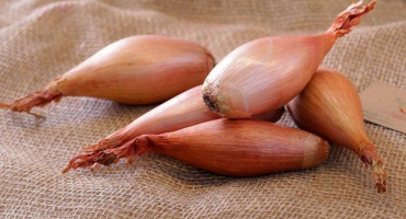 Šalotka - lahodná odrůda cibule